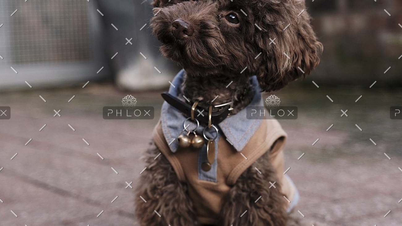 demo-attachment-511-the-poodle-gang-369918-unsplash